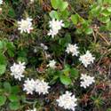 Ledum palustre in flower. Small white clustered flowers.